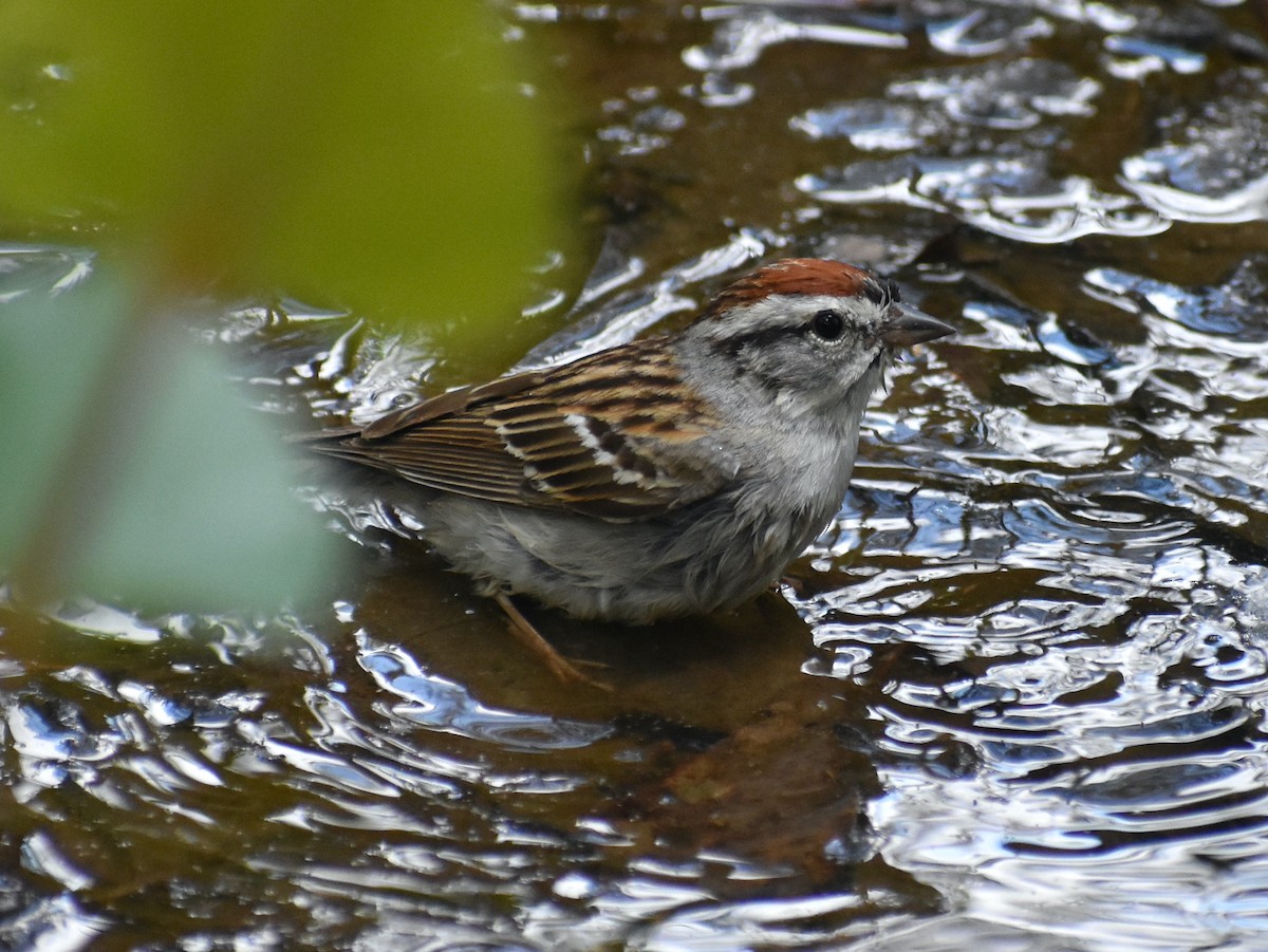 Chipping Sparrow - ML567790111