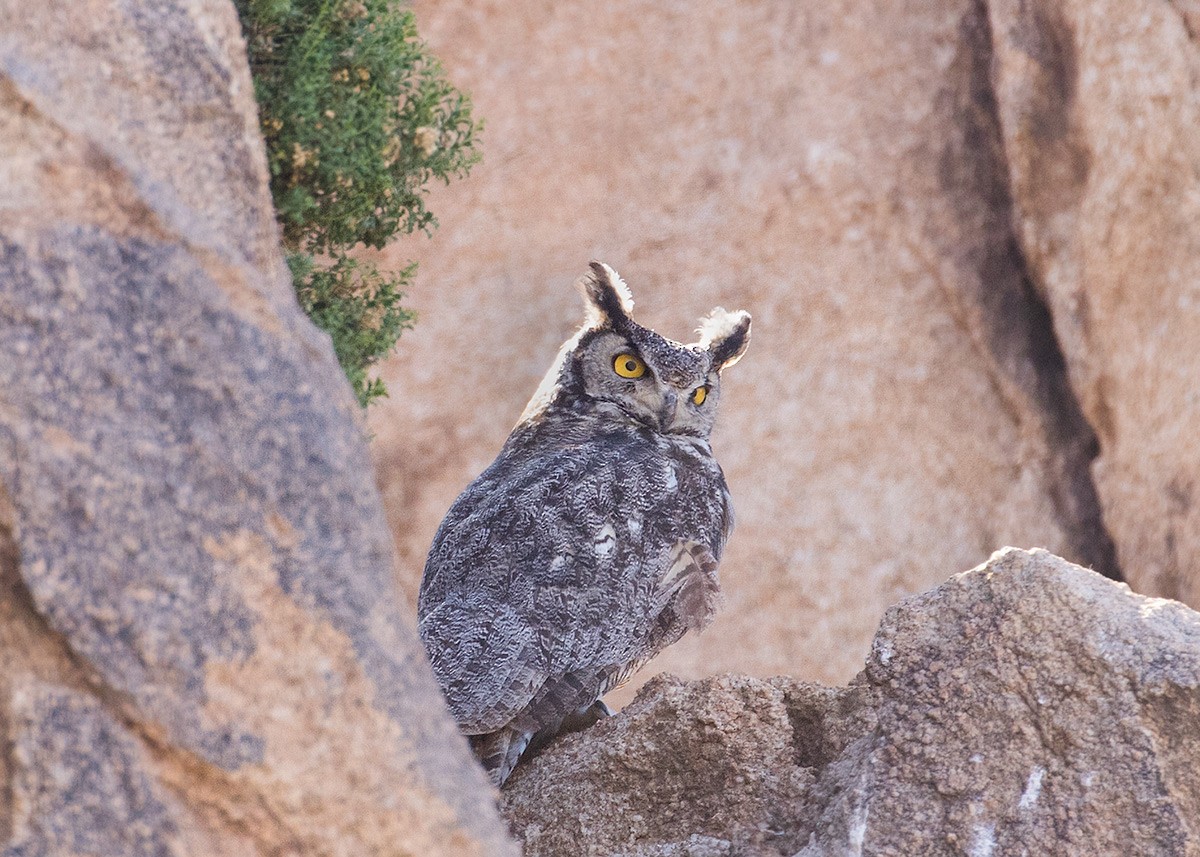 Great Horned Owl - ML567790261