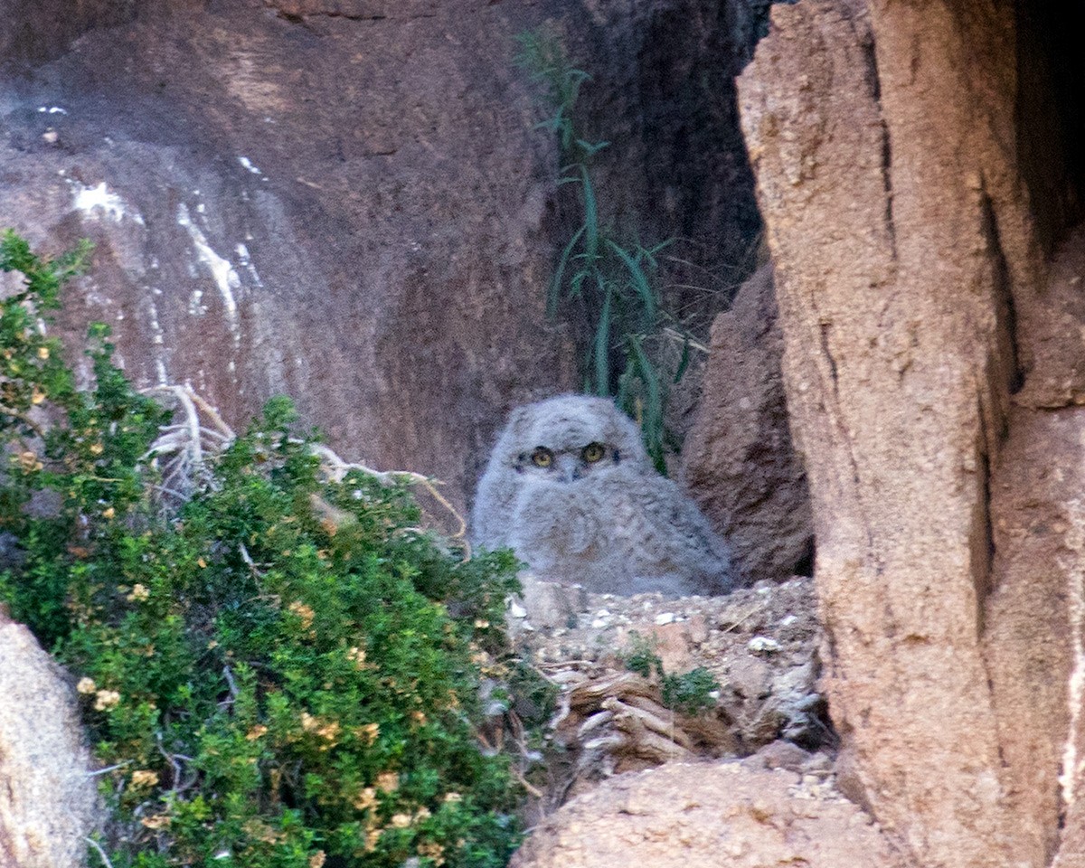 Great Horned Owl - ML567790271