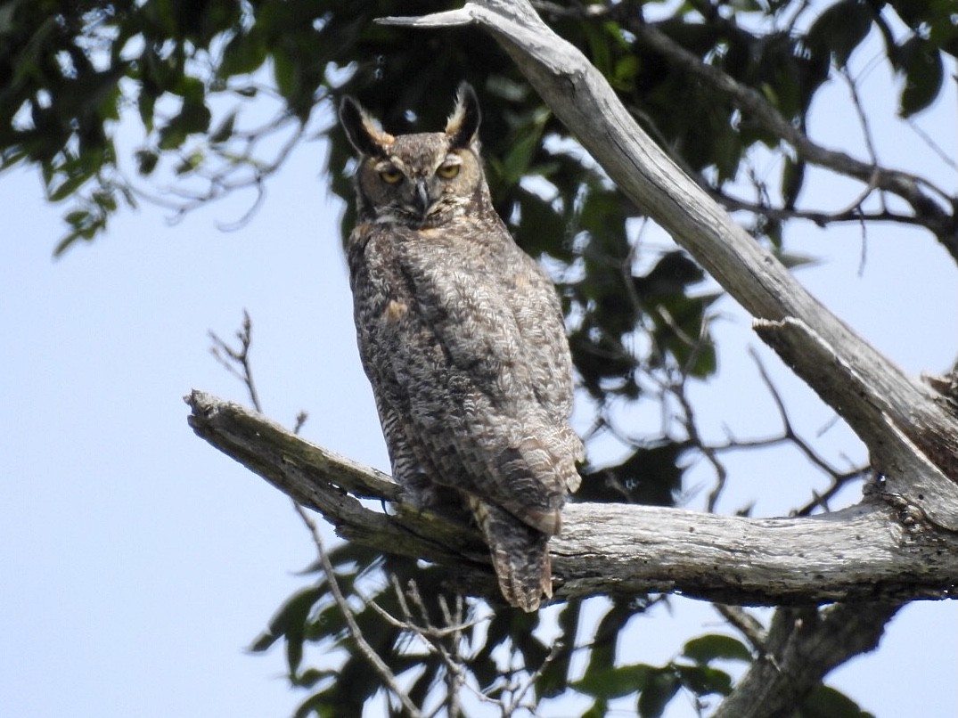 Great Horned Owl - ML567801761