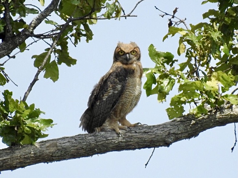 Great Horned Owl - ML567801771