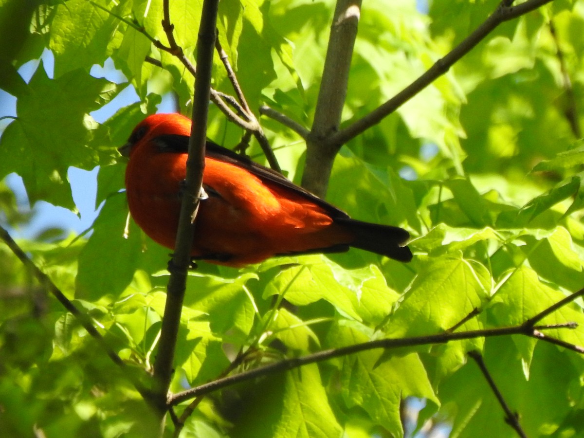Scarlet Tanager - ML567803041