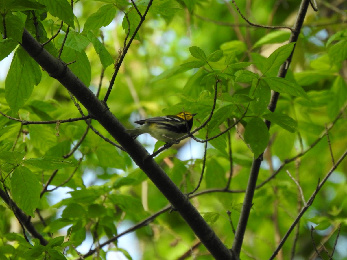 Black-throated Green Warbler - Ron Marek