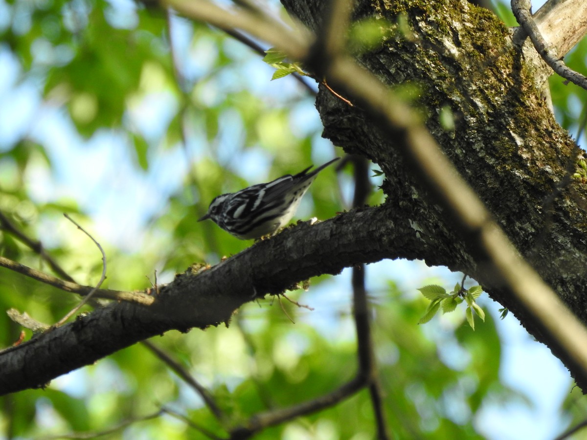 Black-and-white Warbler - ML567803251