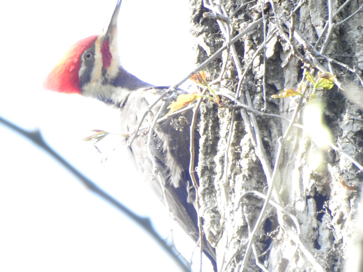 Pileated Woodpecker - Ron Marek