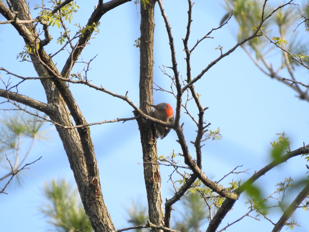Red-bellied Woodpecker - ML567804371