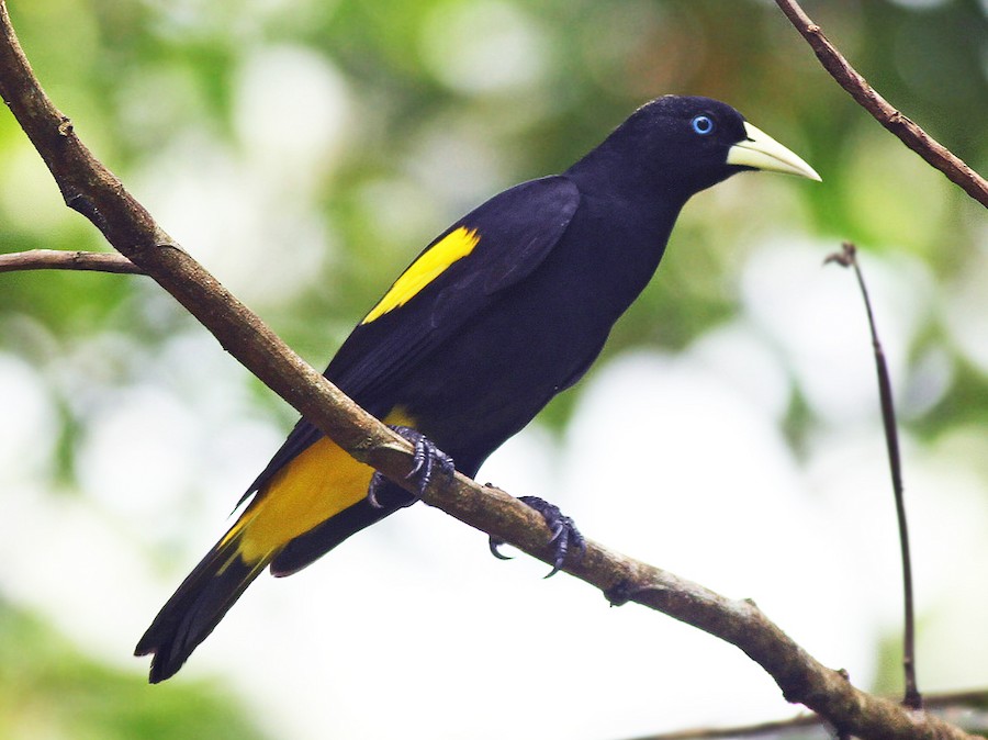 Yellow-rumped Cacique - eBird