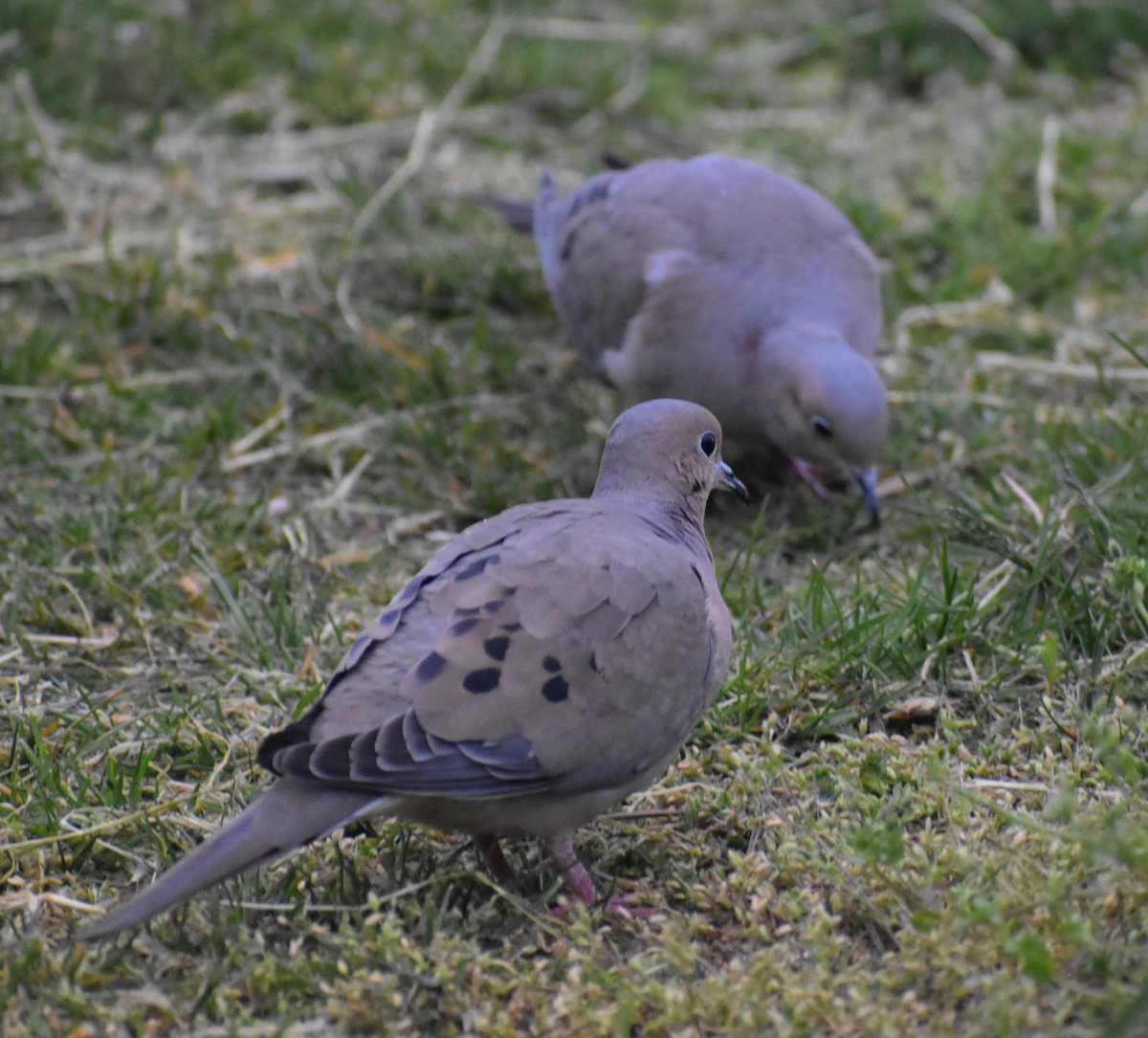 eBird Checklist - 6 May 2023 - Wood Dale Reservoir - 49 species