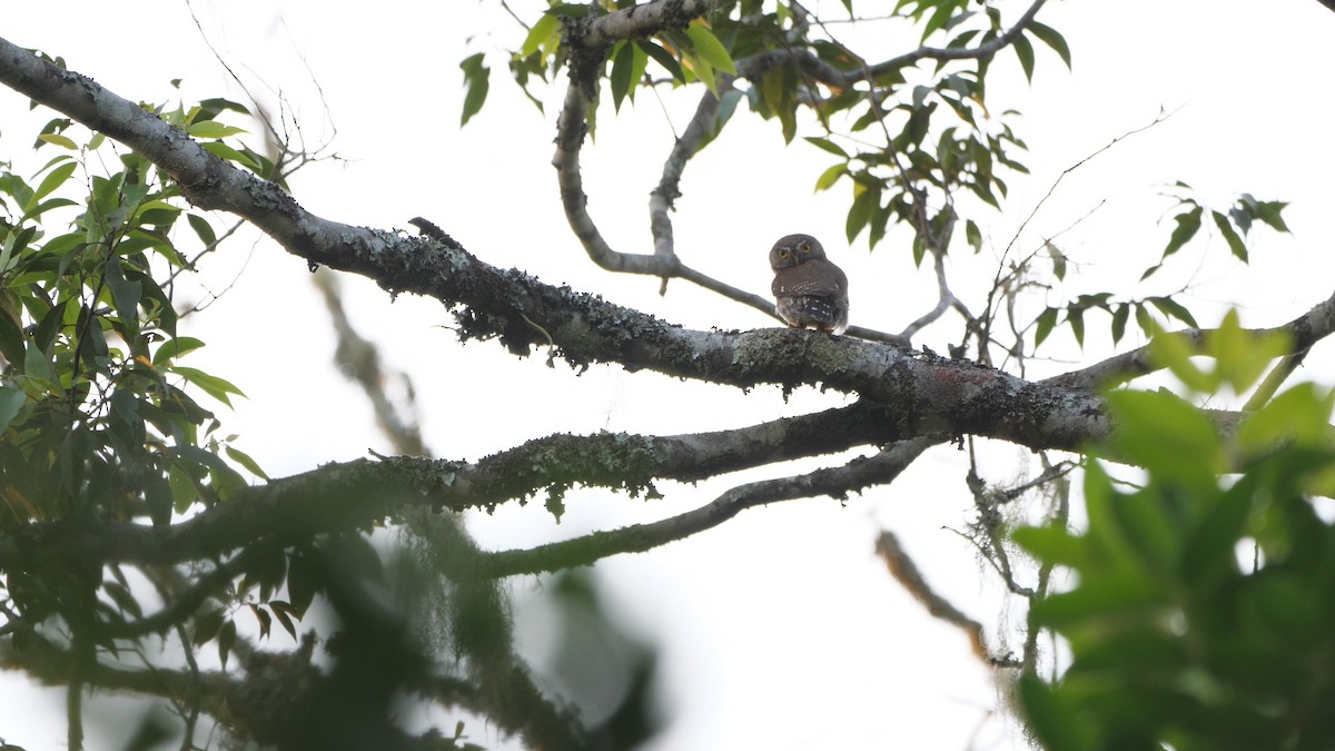 Tamaulipas Pygmy-Owl - ML567811761