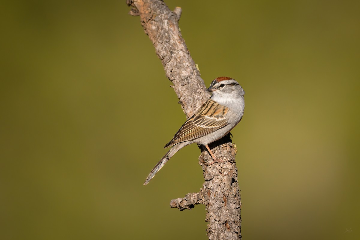 Chipping Sparrow - Daniel Grossi