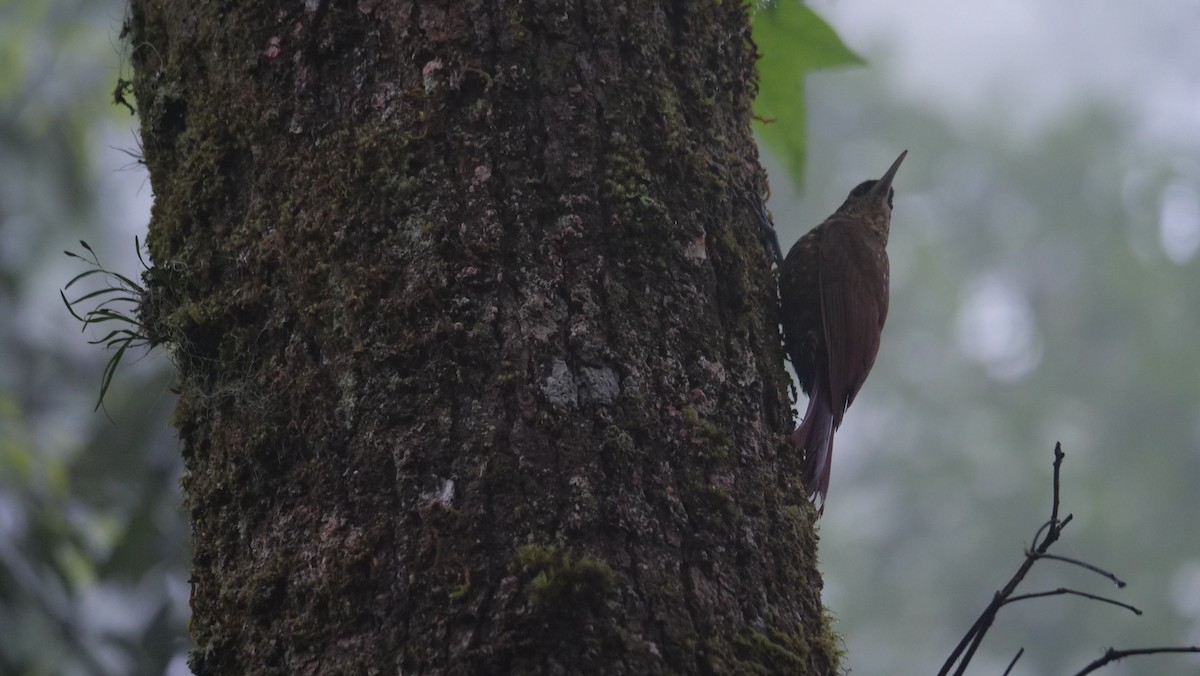 Spotted Woodcreeper - ML567813291