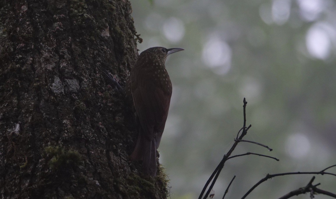 Spotted Woodcreeper - Micah Riegner