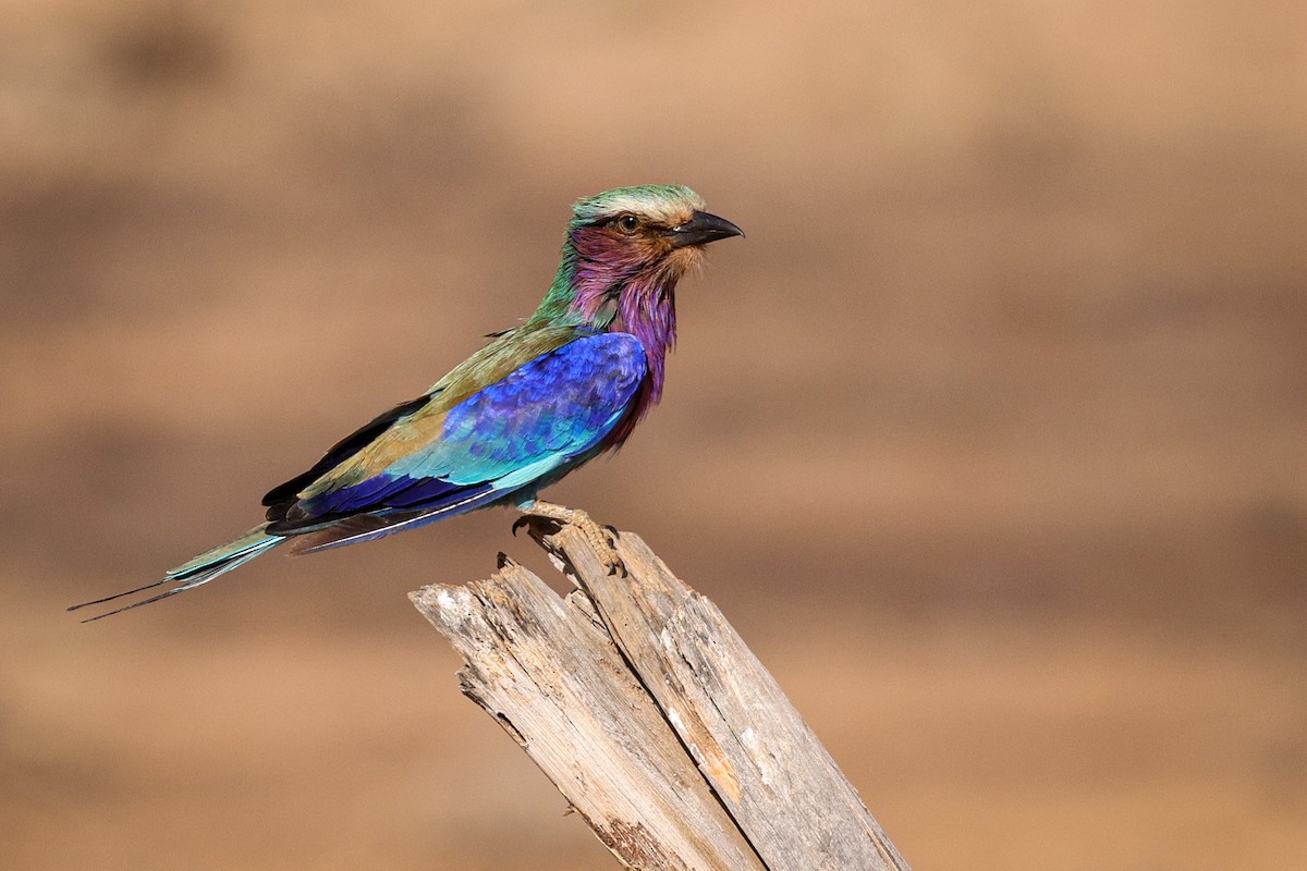 Lilac-breasted Roller - ML567814601
