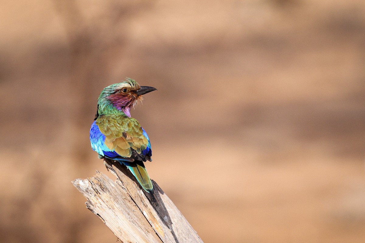 Lilac-breasted Roller - ML567814621