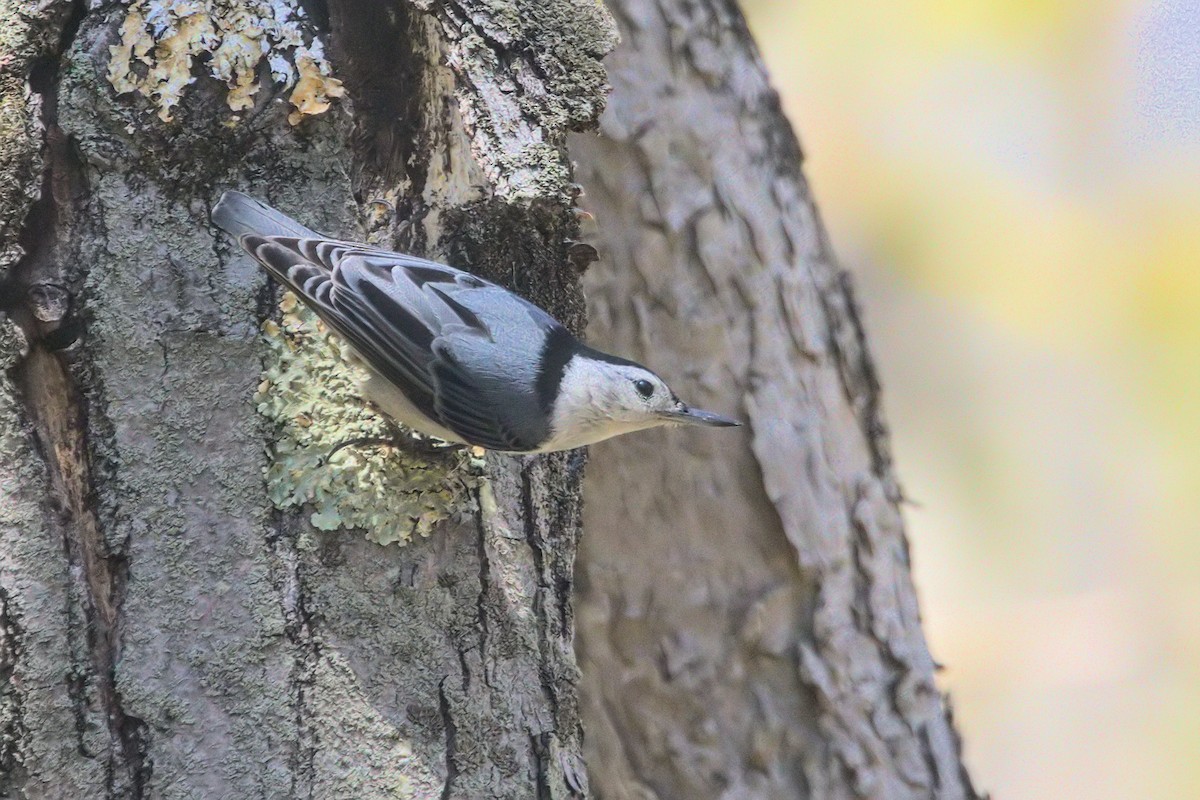 White-breasted Nuthatch - ML567819761