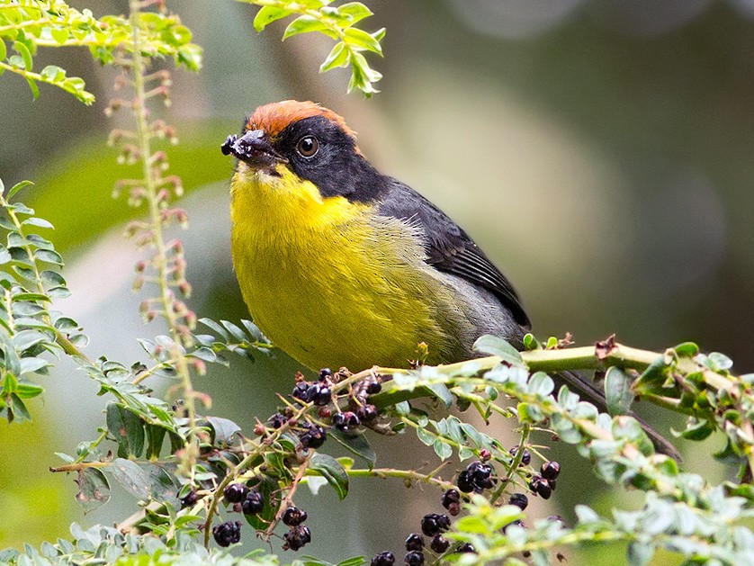 Yellow-breasted Brushfinch - Suzanne Labbé