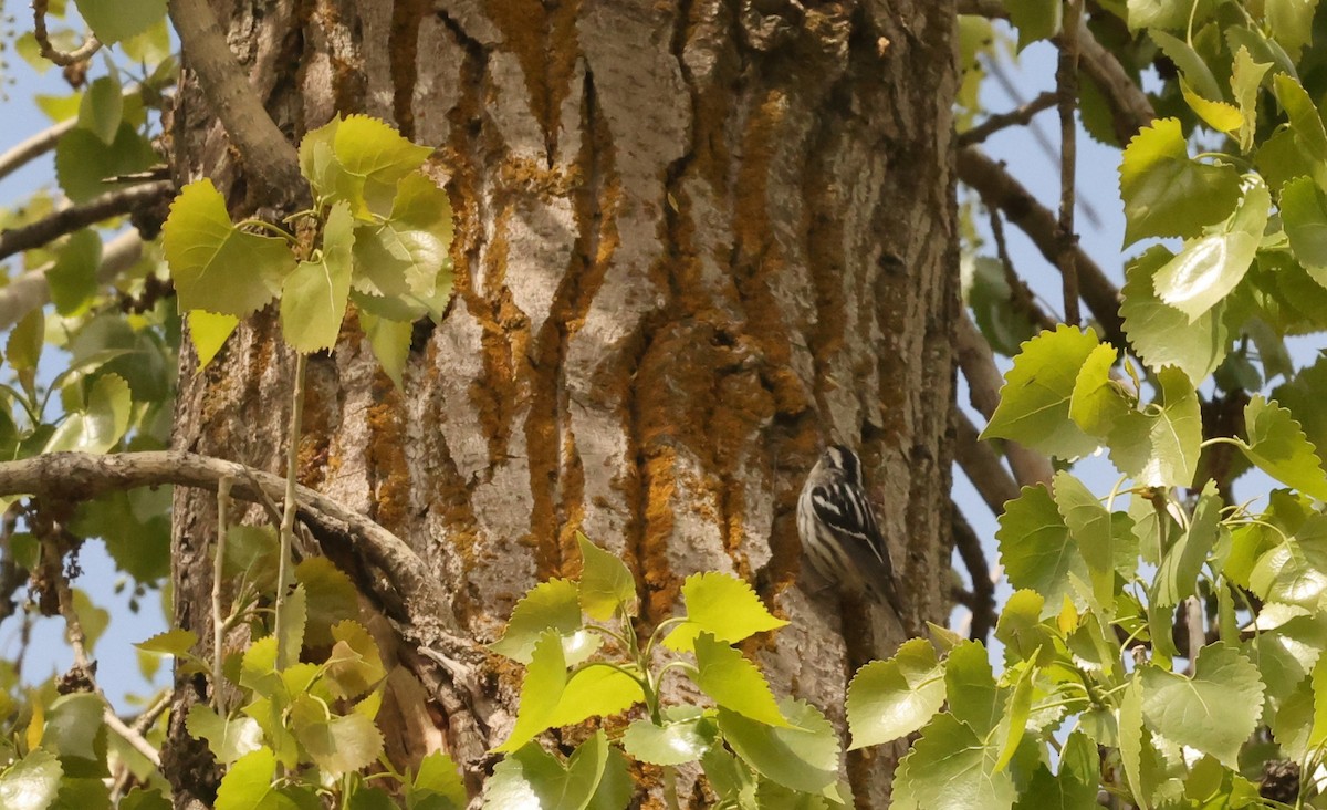 Black-and-white Warbler - ML567827781