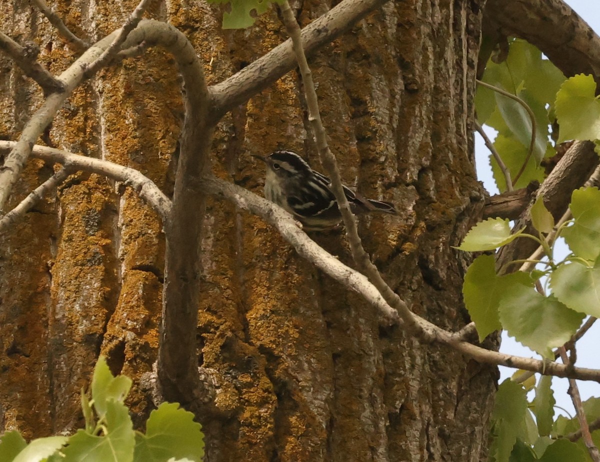 Black-and-white Warbler - ML567827791