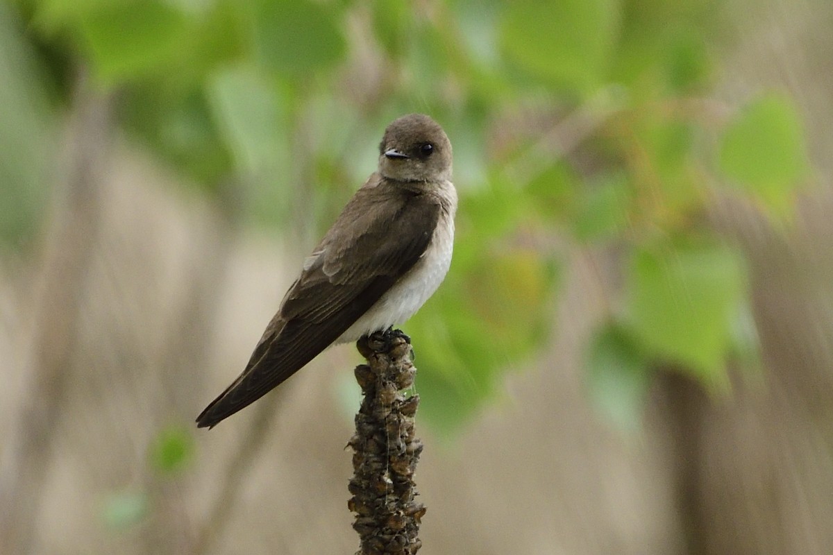 Northern Rough-winged Swallow - Pat McGrane