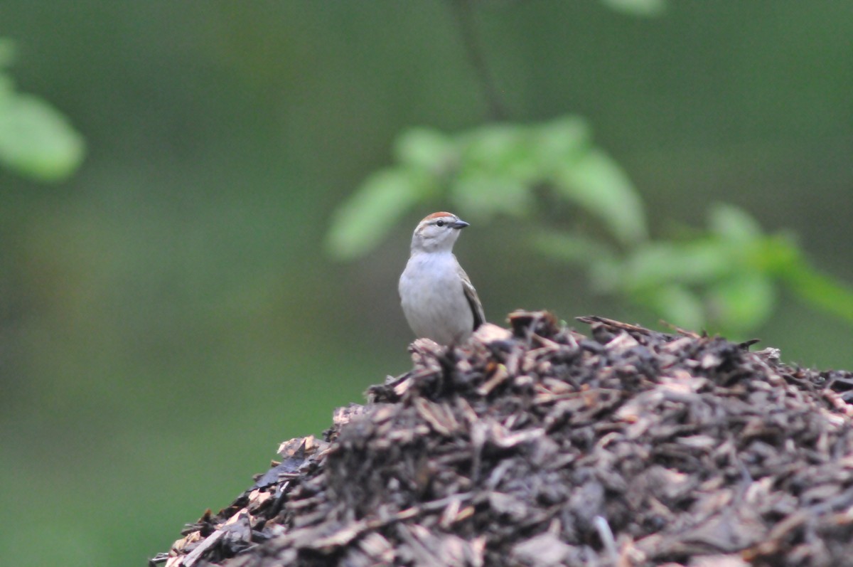 Chipping Sparrow - ML567828741