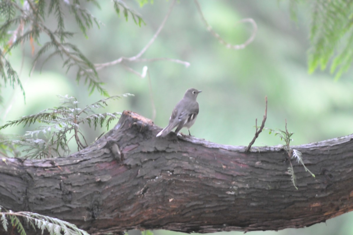 Townsend's Solitaire - ML567828791
