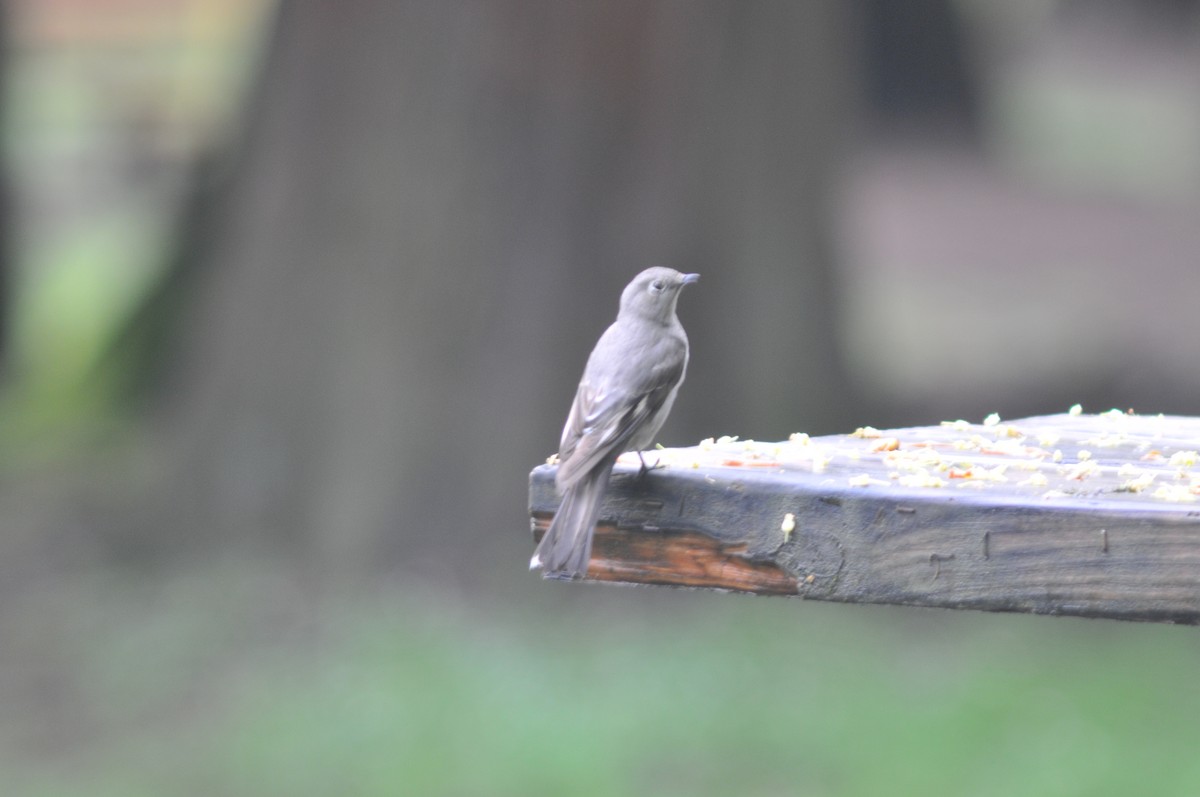 Townsend's Solitaire - Burnell Lauer