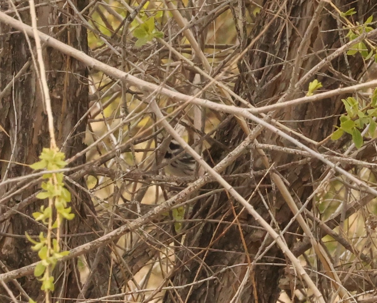 Black-throated Gray Warbler - ML567830671