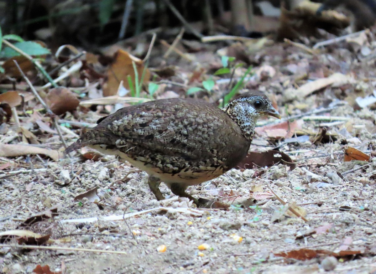 Scaly-breasted Partridge - ML567833771