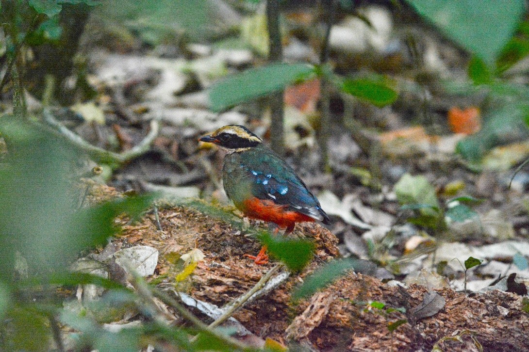 Green-breasted Pitta - ML567834001