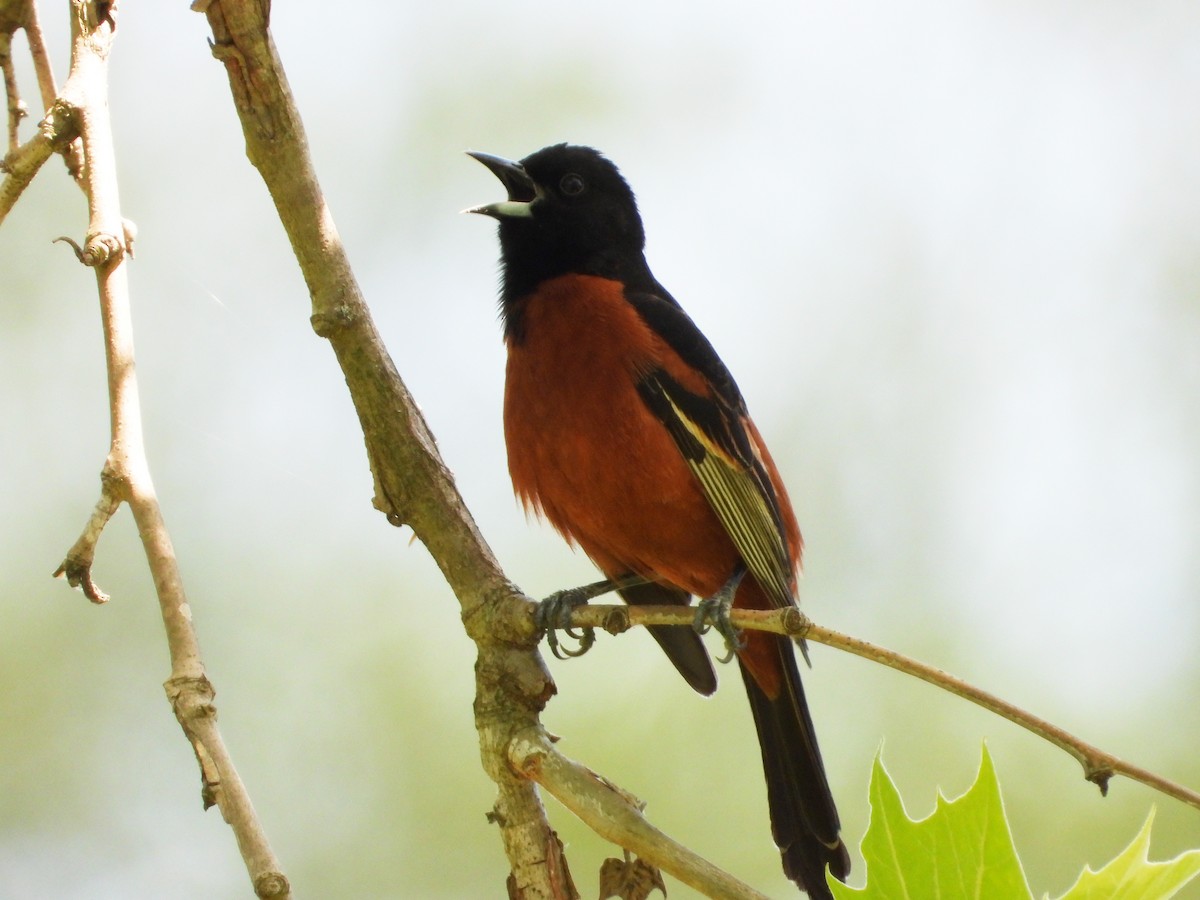 Orchard Oriole - ML567835431