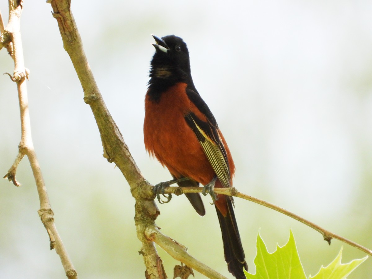 Orchard Oriole - ML567835441