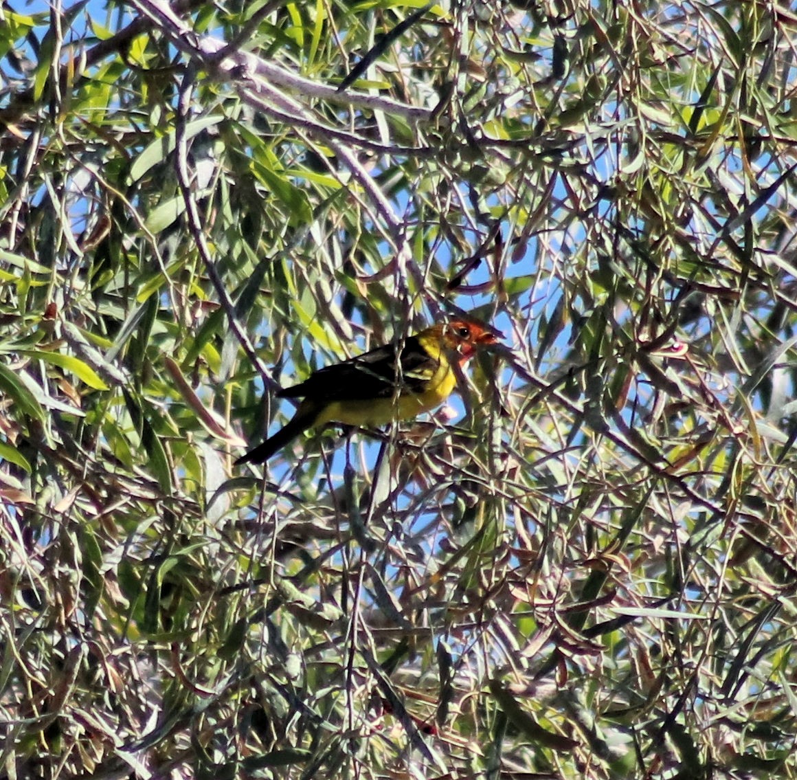 Western Tanager - ML56783691
