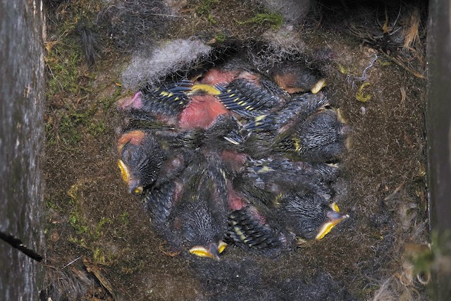 Nestlings sleeping. - Great Tit - 