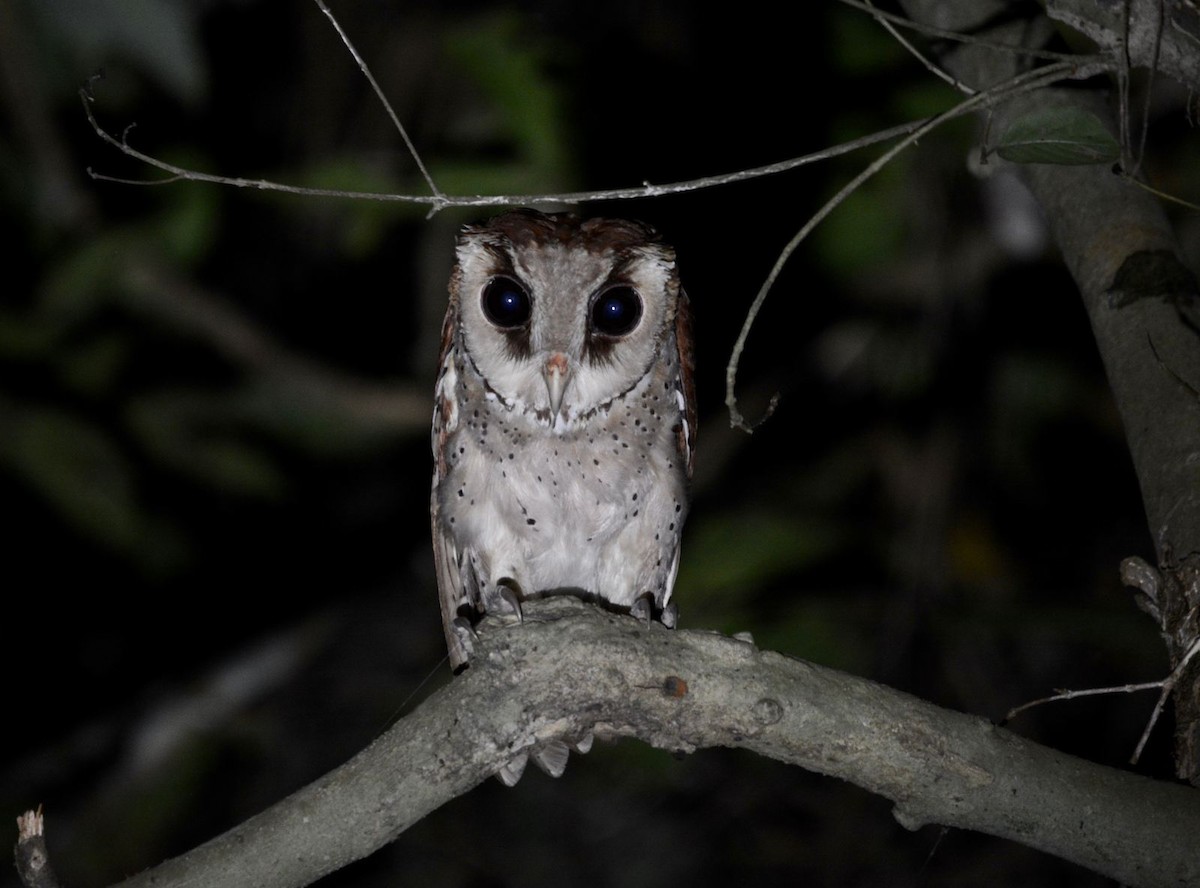 Oriental Bay-Owl - Marc Cronje- Nature Travel Birding