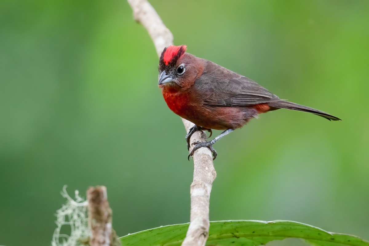 Red-crested Finch - ML567853721