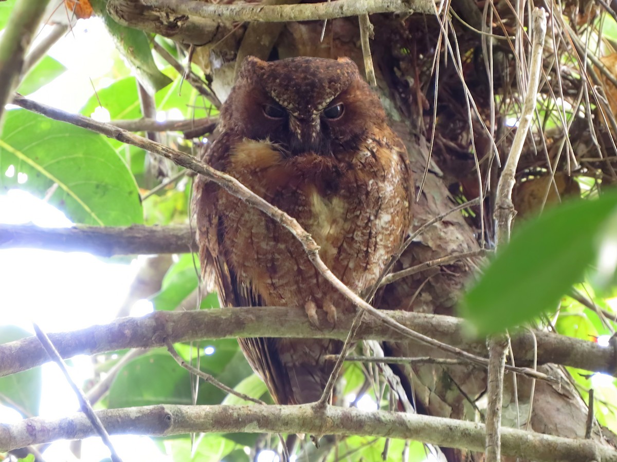 Madagascar Scops-Owl (Rainforest) - Jörg Hanoldt