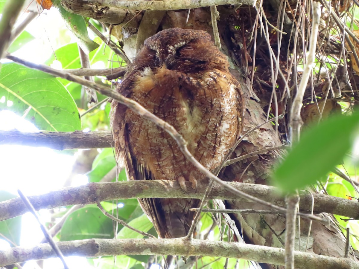 Madagascar Scops-Owl (Rainforest) - Jörg Hanoldt