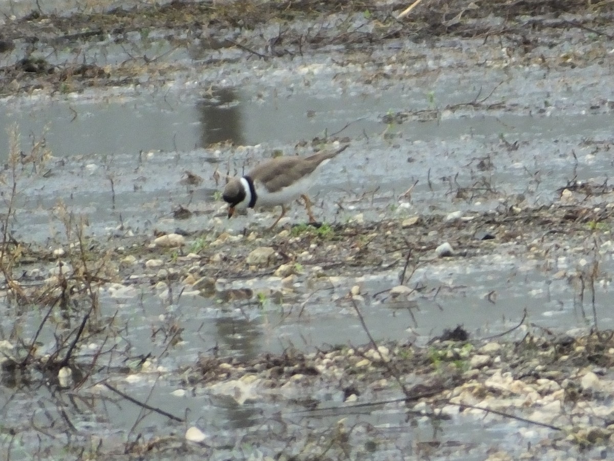 Semipalmated Plover - ML567861521