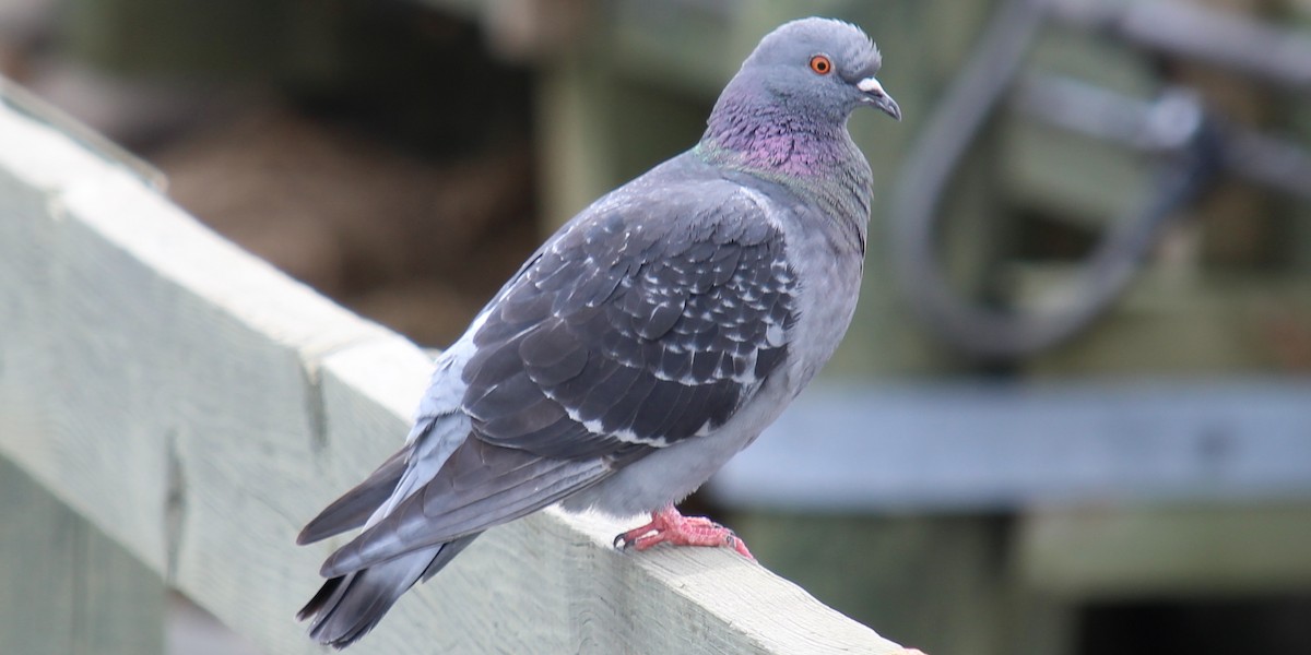 Rock Pigeon (Feral Pigeon) - ML56786221