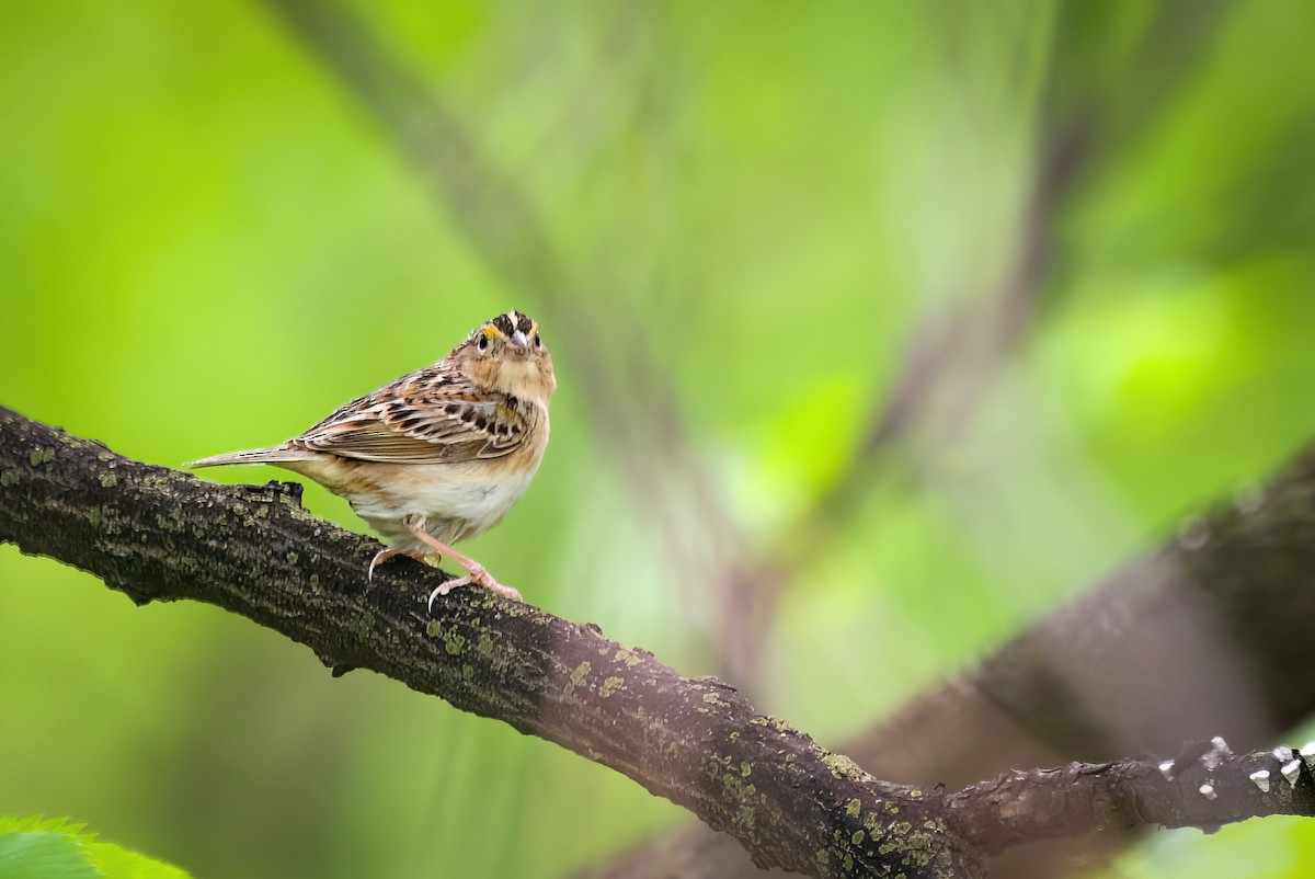 Grasshopper Sparrow - Ben Kerstetter