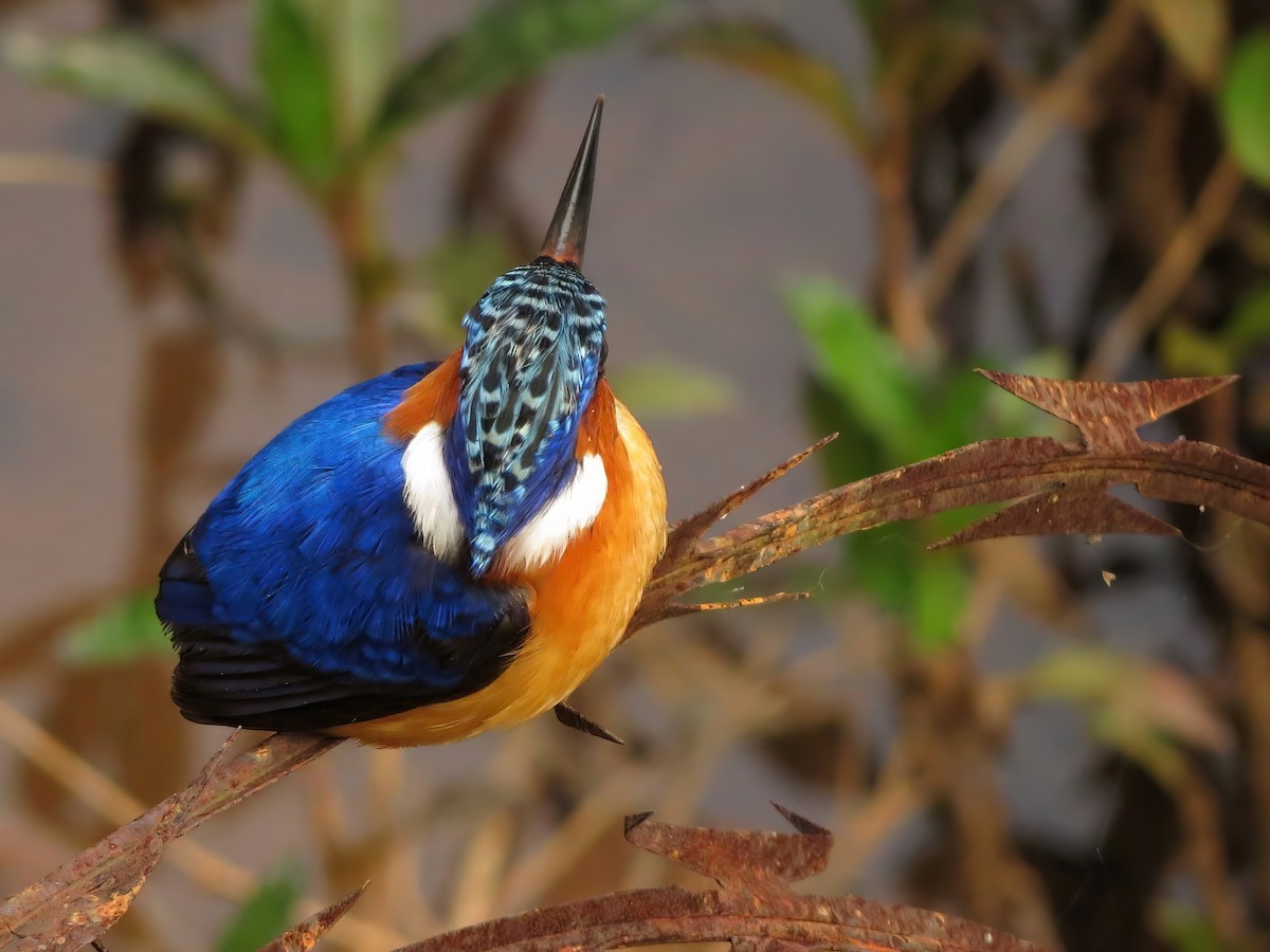 Malagasy Kingfisher - ML567868341