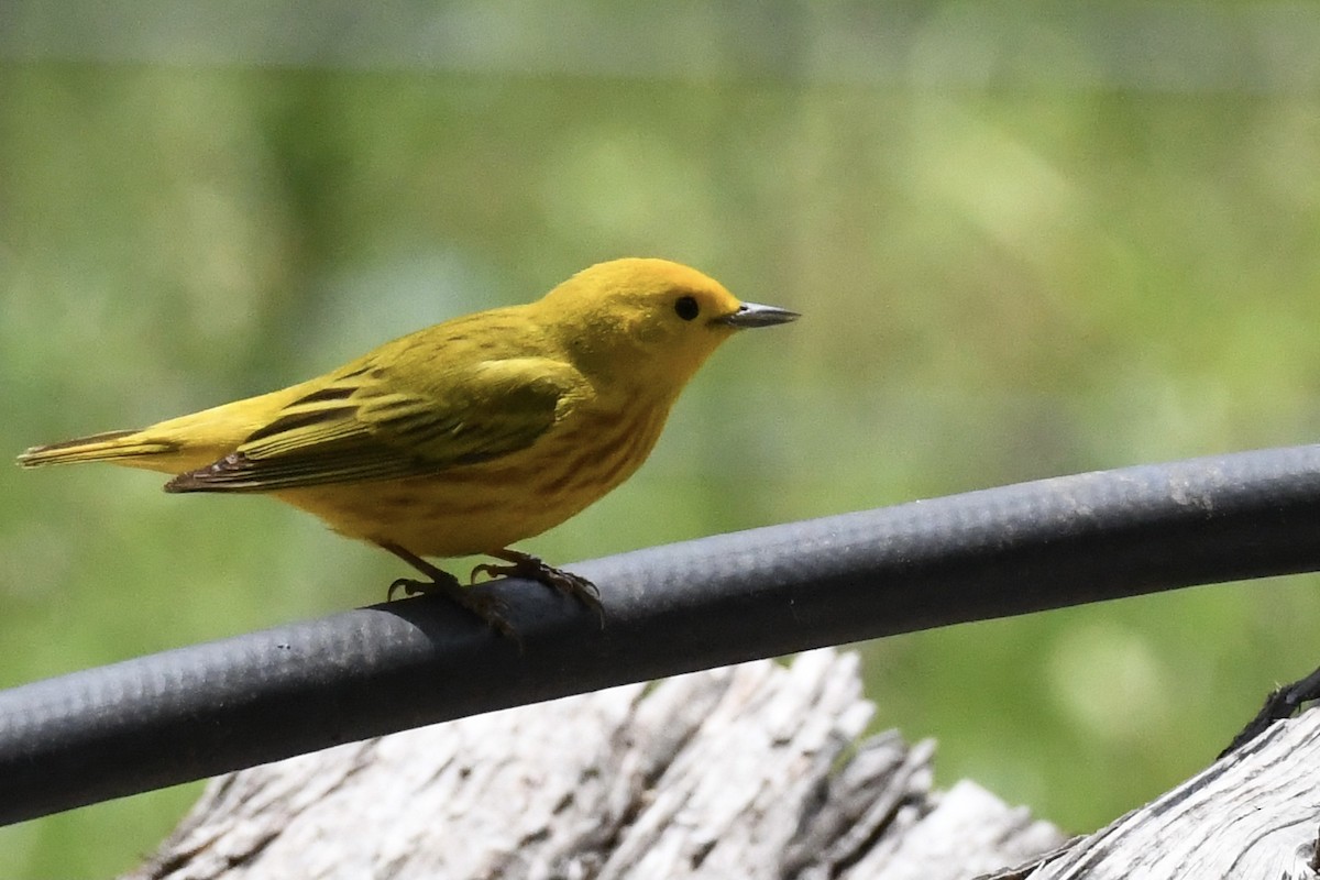 Yellow Warbler - Don Casey