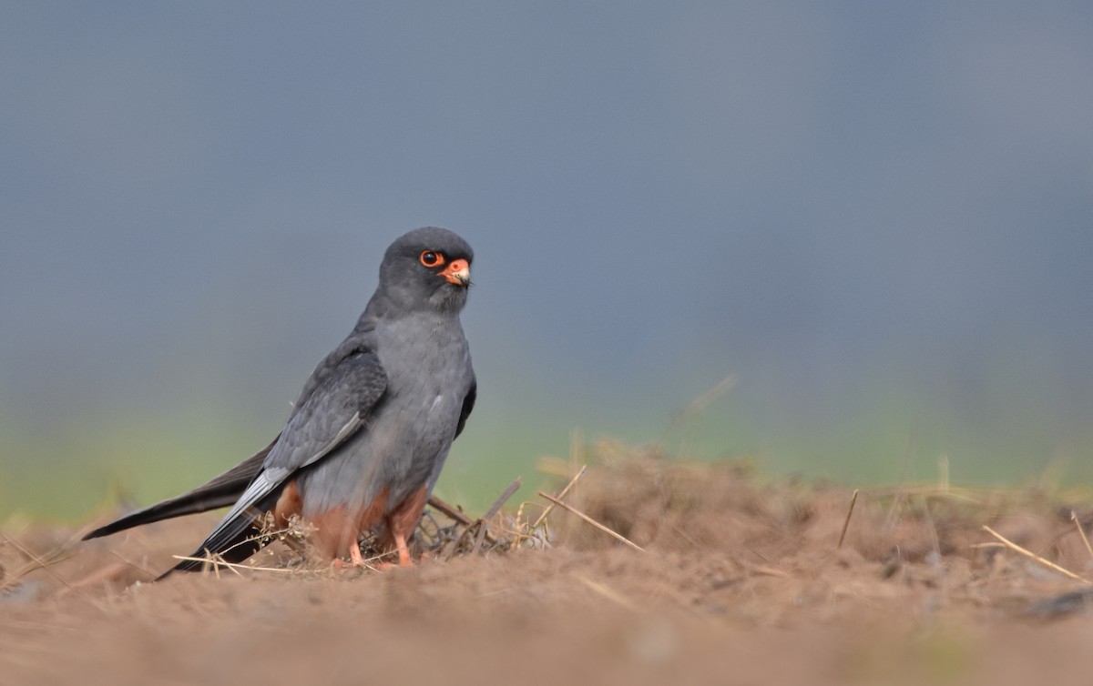 Red-footed Falcon - ML567871171