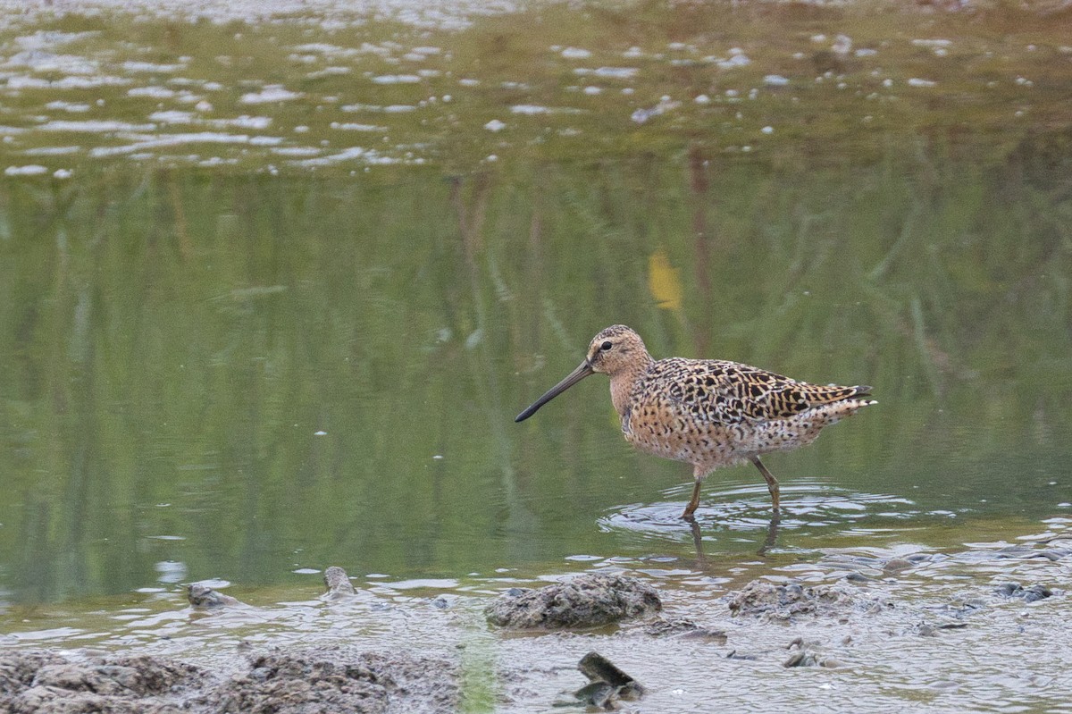 Long-billed Dowitcher - ML567871541