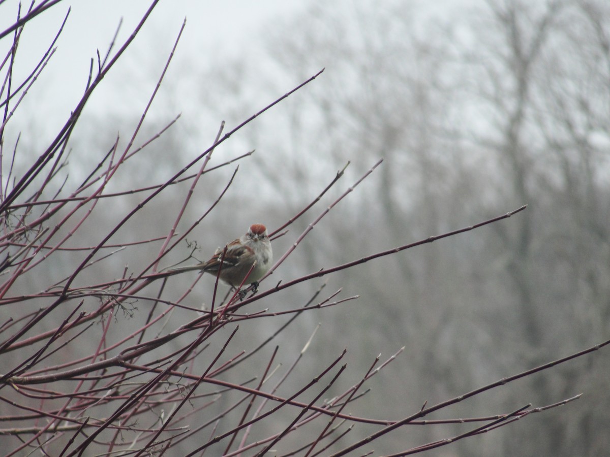 American Tree Sparrow - ML567873081