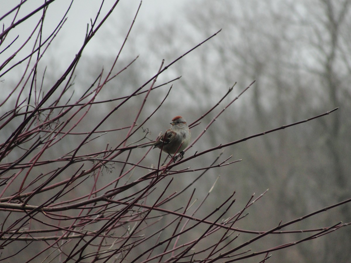 American Tree Sparrow - ML567873091