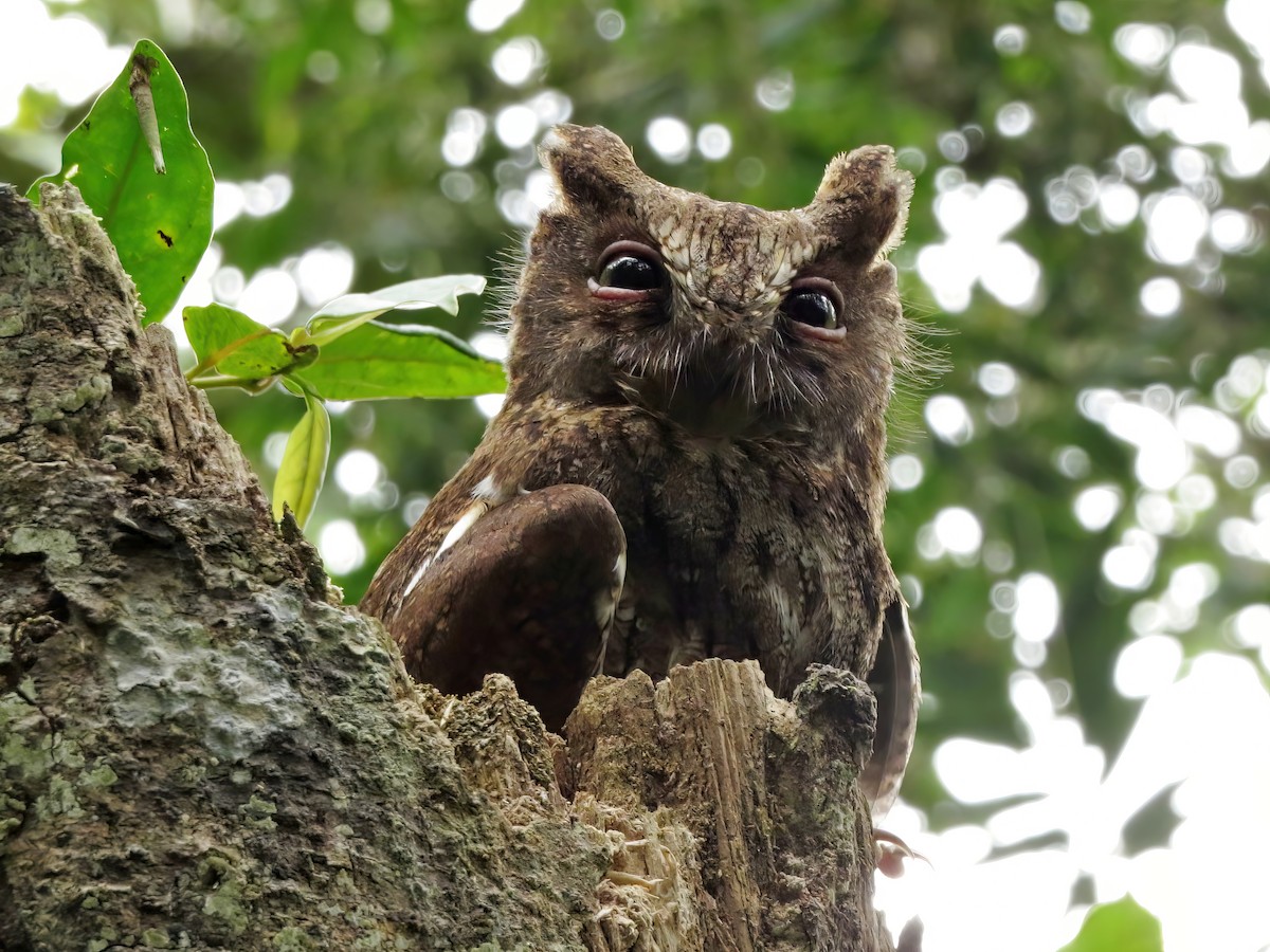 Madagascar Scops-Owl (Rainforest) - ML567879011