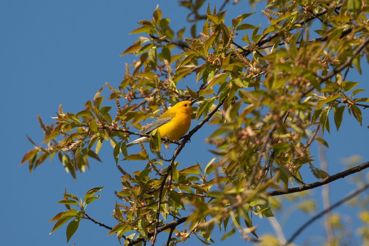 Prothonotary Warbler - ML567881731