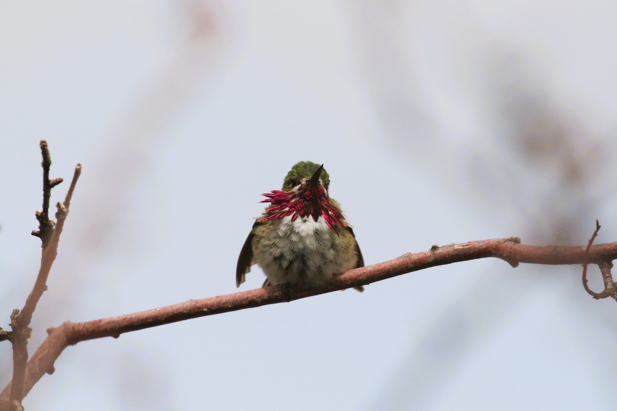 Calliope Hummingbird - ML567882401