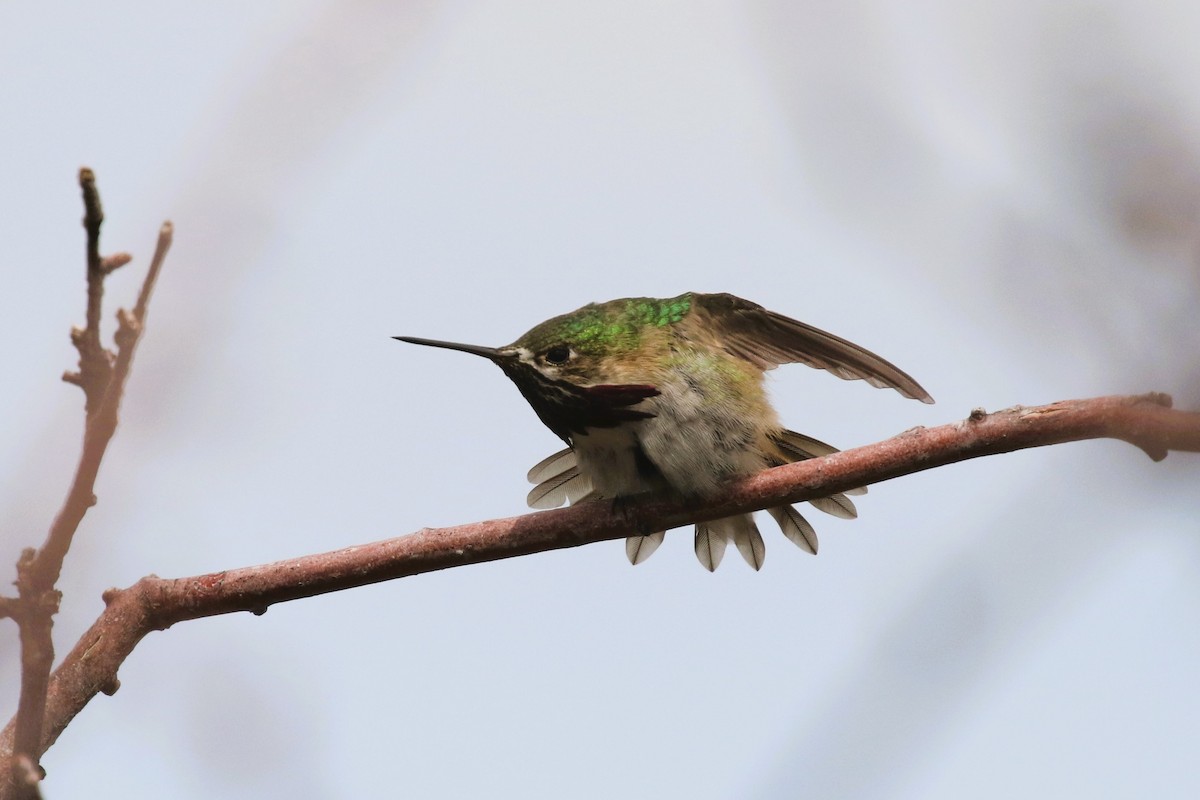 Calliope Hummingbird - ML567882411